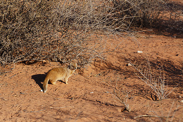 Image showing Yellow mongoose, Kalahari desert, South Africa