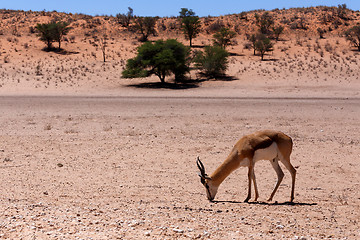 Image showing Springbok Antidorcas marsupialis in Kgalagadi