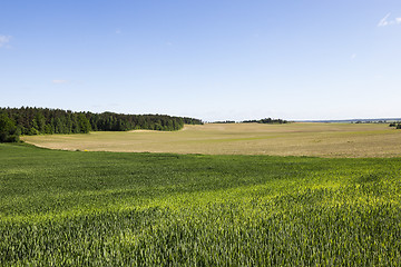 Image showing wheat field. Summer 