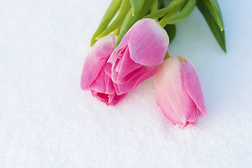 Image showing Spring card with tulips in the snow