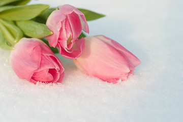 Image showing Spring card with tulips in the snow