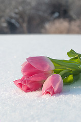 Image showing Spring card with tulips in the snow