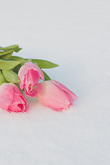 Image showing Spring card with tulips in the snow