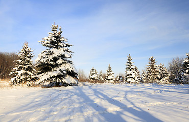 Image showing   close up fir  