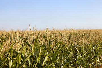 Image showing field with corn  