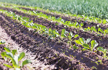 Image showing sprout cabbage .  field.
