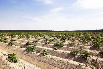 Image showing sprouting potatoes. Field  