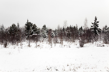 Image showing trees in winter 