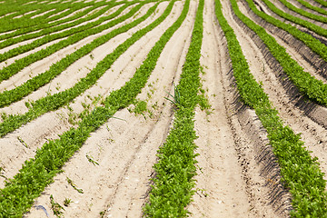 Image showing  spring. sprouts carrots