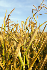 Image showing ripe yellow corn  