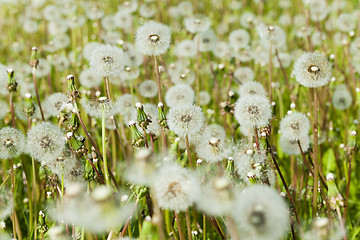 Image showing white fluffy dandelions 