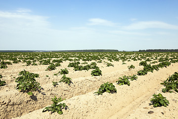 Image showing cultivation of potatoes. field 
