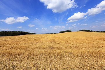Image showing harvesting cereals  . Agriculture