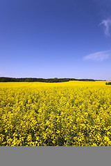 Image showing Rape field  . Blue sky.