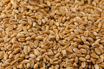 Image showing wheat  close up.