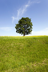 Image showing tree in the field  