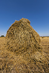 Image showing stack of straw in the field  