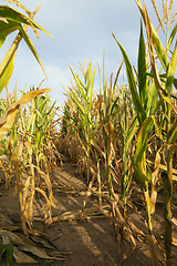 Image showing yellowing corn field 