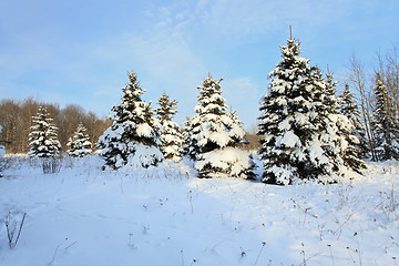 Image showing small fir trees in the snow  