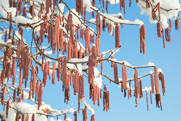 Image showing Spring snow melting on alder or birch catkins buds