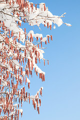 Image showing Melting snow on birch or alder catkins against spring sky