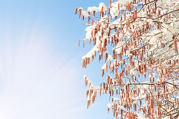 Image showing Morning sun beams and spring warming on catkins and snow