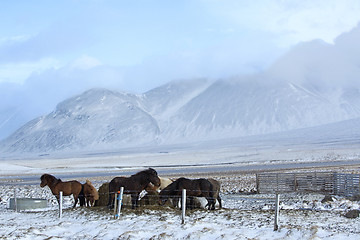 Image showing Herd of Icelandic horses in wintertime