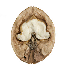 Image showing halved walnut