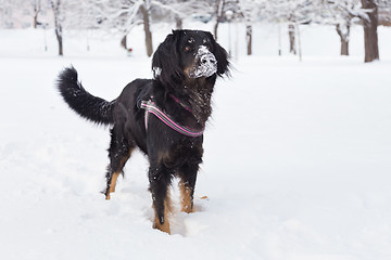 Image showing Dog playing outside in cold winter snow.