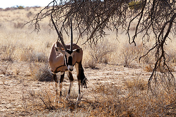 Image showing Gemsbok, Oryx gazella