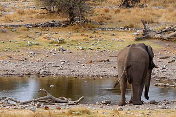 Image showing rear view african elephants in Etosha 