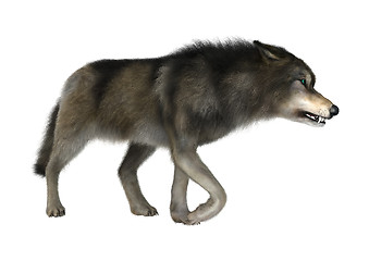 Image showing Wild Wolf on White