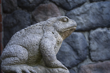 Image showing The rock frog