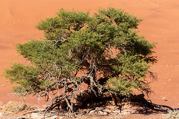 Image showing Hidden Vlei in Namib desert 