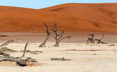 Image showing Hidden Vlei in Namib desert 