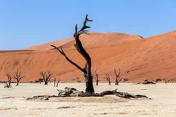 Image showing Hidden Vlei in Namib desert 