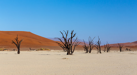 Image showing Hidden Vlei in Namib desert 