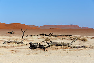 Image showing Hidden Vlei in Namib desert 