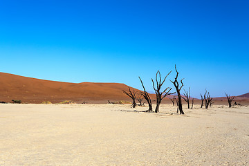 Image showing Hidden Vlei in Namib desert 