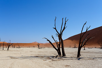 Image showing Hidden Vlei in Namib desert 