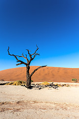 Image showing Hidden Vlei in Namib desert 