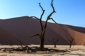 Image showing Hidden Vlei in Namib desert 