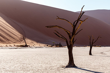 Image showing Hidden Vlei in Namib desert 