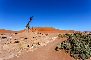 Image showing Hidden Vlei in Namib desert 