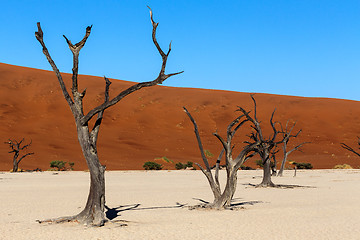 Image showing Hidden Vlei in Namib desert 