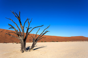 Image showing Hidden Vlei in Namib desert 