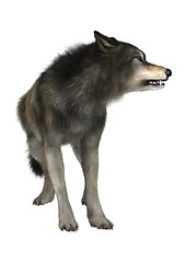 Image showing Wild Wolf on White