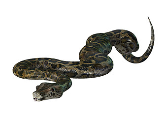 Image showing Burmese Python on White