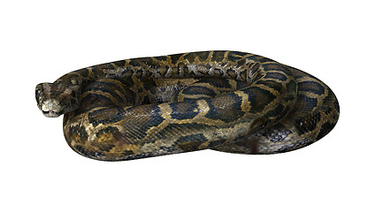 Image showing Burmese Python on White