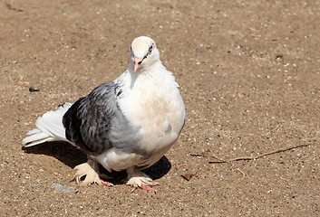 Image showing homing pigeon